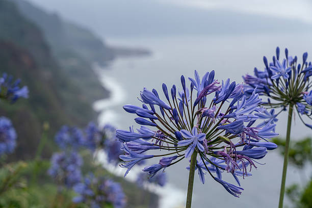 fully blooming agapanthus flowers with blue petals standing above lush green leaves in natural sunlight. The image highlights the symmetrical flower shapes, vibrant colors, and ornamental character of the plant in a garden environment.