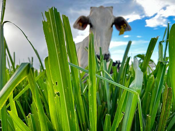 Intensive pasture  Development Project: The Intensive Pasture System and Animal Husbandry. Beef Cattle grassland