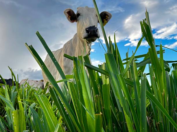 Intensive pasture  Development Project: The Intensive Pasture System and Animal Husbandry. Beef Cattle grassland