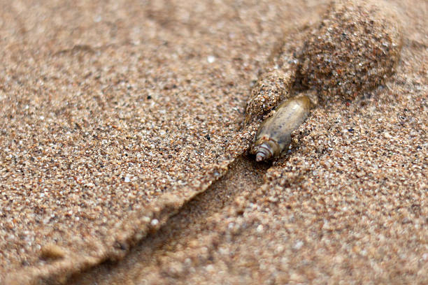 A small sea snail crawling on wet brown sand leaving a long trail behind it on the beach.