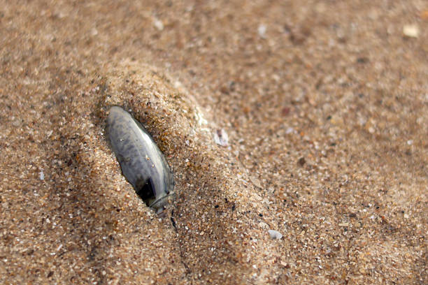 A small sea snail crawling on wet brown sand leaving a long trail behind it on the beach.