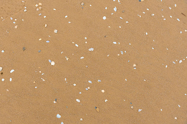 A full-frame, overhead view of moist, tan-colored beach sand scattered with small white, beige, and gray shell fragments. This natural texture highlights the fine grain of the sand and organic debris