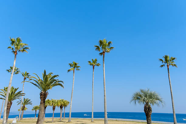 Rows of tall palm trees stand along a sunny coastal path with the blue ocean and a clear sky in the background, evoking a tropical resort atmosphere.