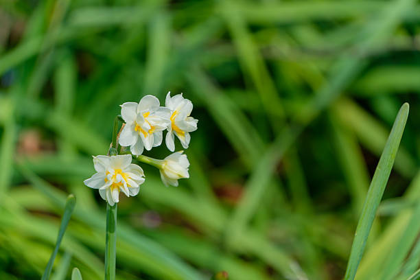 Delicate white double-flowered daffodils with soft yellow centers, captured against a lush green blurred background.