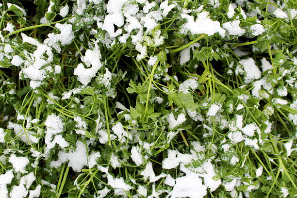 Fresh first snow lies on fresh green parsley.