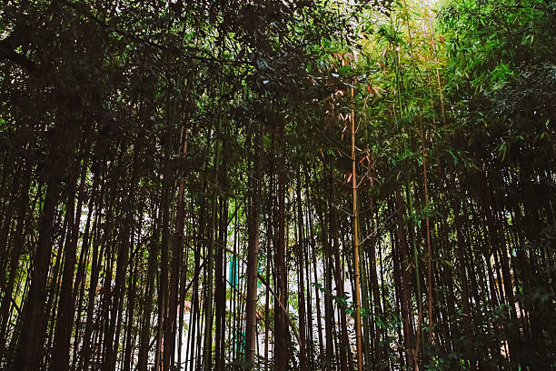 Lush green bamboo forest with vertical stems and leaves creating a peaceful natural background. Symbol of harmony, balance, sustainability, meditation and Asian-inspired nature.