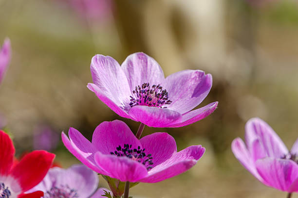 Stunning magenta anemone flowers showcasing their dark centers and delicate petals under natural outdoor light.