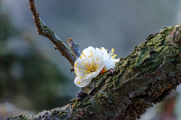 A delicate white plum blossom in full bloom on a weathered, moss-covered branch, symbolizing the arrival of spring in Japan.