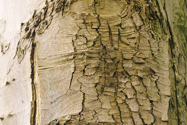 Close-up on tree bark during springtime day