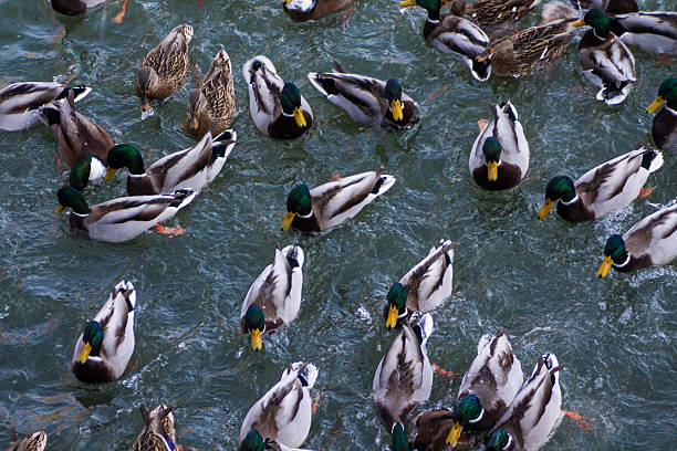 Duck standing near water or swimming on a calm surface with compact body and smooth plumage. Waterfowl in natural habitat showing wildlife presence, wetland or lake environment, bird species identification, biodiversity, outdoor nature scene, and animal ecology background