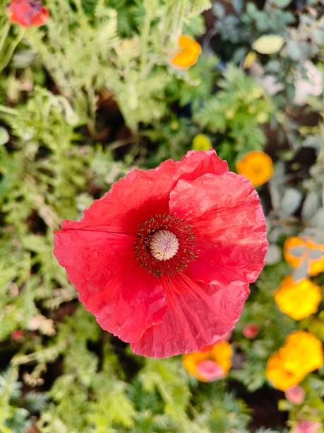 Papaver rhoeas or red common poppy flowers. Its common names corn poppy, corn rose, field poppy, Flanders poppy, red poppy and Odai flowers. Its species of flowering plant in poppy family Papaveraceae.