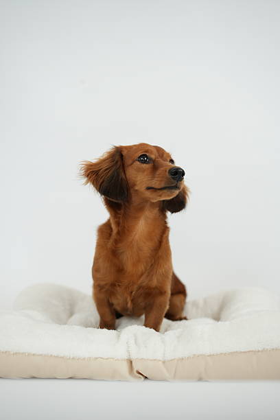 A studio-quality portrait of a chestnut-colored Long-haired Dachshund sitting attentively on a plush, cream-colored pet bed. The dog is looking off-camera with a gentle expression, set against a clean, minimalist white backdrop that emphasizes its sleek coat and soulful eyes.