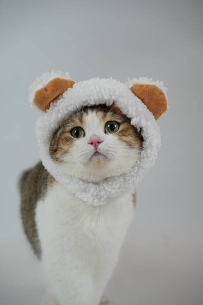 Portrait of a Scottish Fold Cat