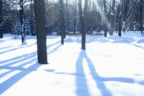 Shadows of trees on snow, winter scene, white