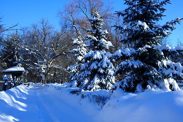Dutch winter landscape with trees loaded with fresh snow