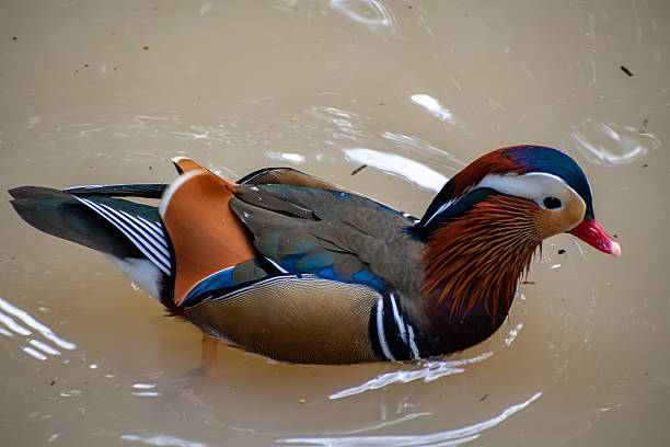 A vibrant mandarin duck gracefully glides through clear water, showcasing its striking plumage. The tranquil lake reflects the beauty of nature under a sunny sky.