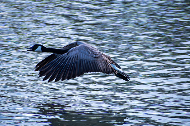 Canada Geese flying over the lake at Highfiled Park in Nottingham, UK.