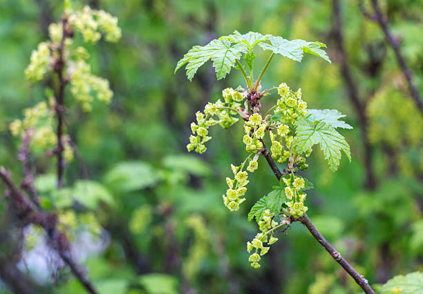 Branch of a blossoming currant with green leaves on a blurred background