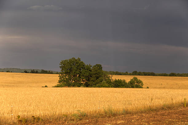 Field of ripening cereal, Poland around the town of Sztum