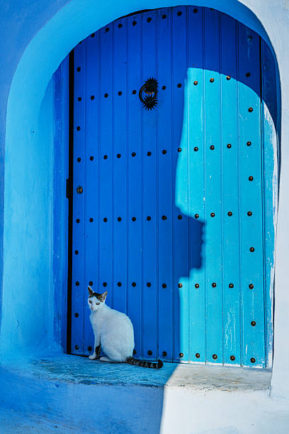 A white cat sits on a blue doorstep beside a vibrant door in Chefchaouen, Morocco, while a sharp shadow of a person creates a striking contrast on the wall. Tranquil, colorful street scene.