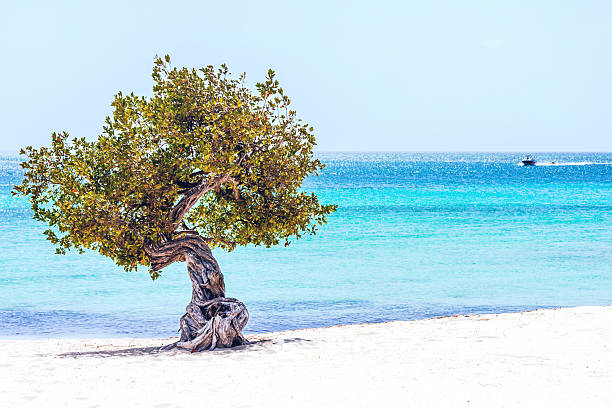 Aruba. May 23rd, 2009: A solitary divi-divi tree growing on a white sandy beach along the coast of Aruba, overlooking the crystal-clear turquoise waters of the Caribbean Sea under a calm blue sky.