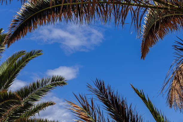 A palm tree with a dusk sky in the background. Nice, France - December 26, 2024.