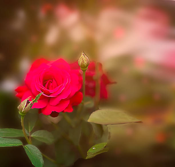 A close-up of a vibrant red rose with green leaves. The background features soft, blurred floral elements, creating a dreamy atmosphere. High quality photo