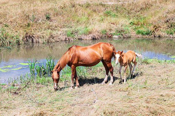 Chestnut mare and her foal grazing by calm pond amidst tall grasses. Scene of quiet harmony highlights several natural behaviors and ecological relationships common to horses in such environments