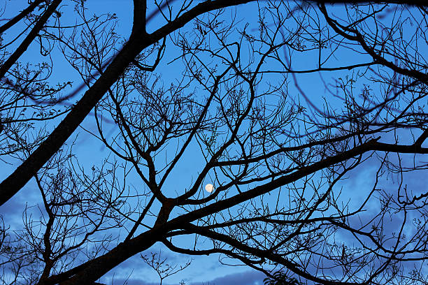 The views sky night with tree branch silhouette and full moon