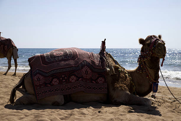 Tourist Camel Walked Along the Beach