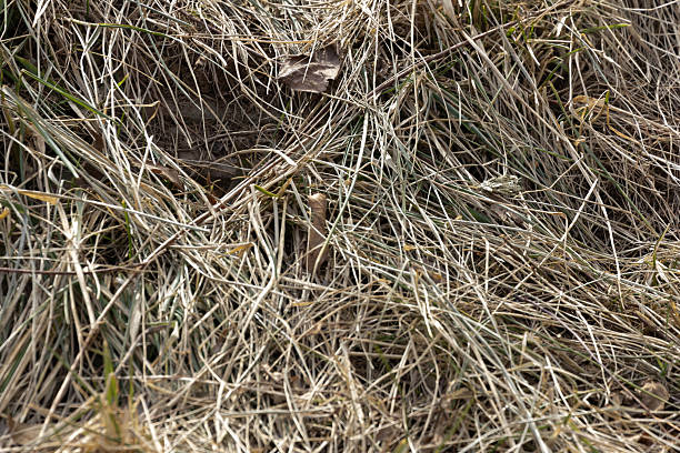 Haystack