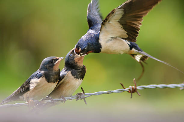 Barn swallow birds sitting on wires and feeding their chicks