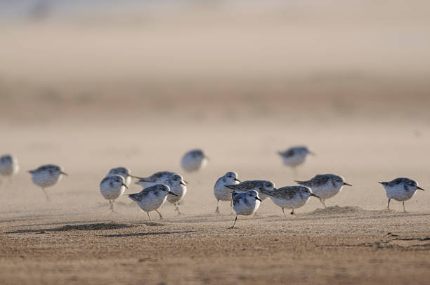 Sanderling, flock caught in fierce sandstorm on beach.