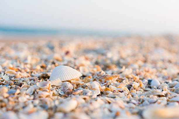 Closeup of multicolor seashells on natural beach with warm golden sunlight, creating a detailed background for nature, environment, and coastal concept