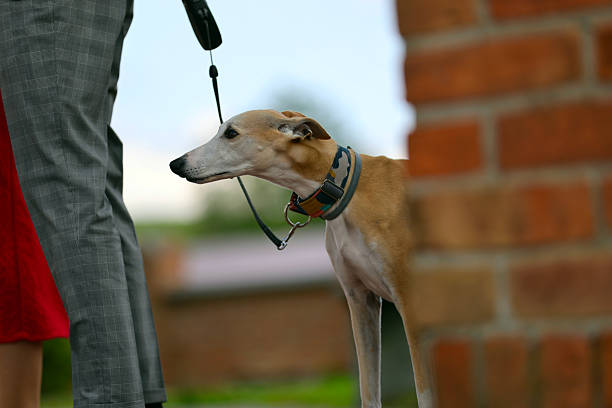 Greyhounds on racetrack. Traditional greyhound uniforms - no specific property traceable. Minor motion blur