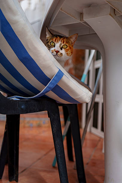 Small tabby cat peeking from beneath table beside striped cushion on terrace floor.
