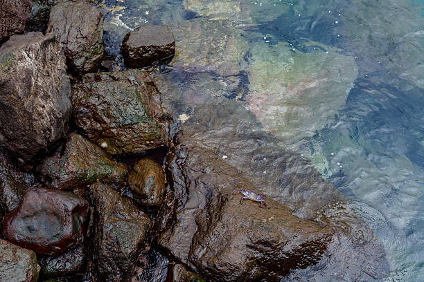 Top view of wet rocks beneath transparent water, coastal nature texture background with ripples.