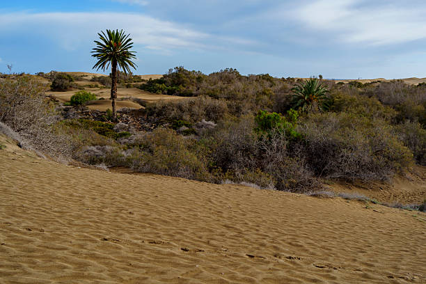 A lone palm rises over rippled sand and scrub vegetation under soft clouds.