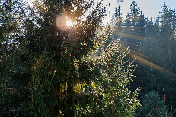 Parts of spruces in a mountain forest against the clear sky in sunny morning backlit close-up
