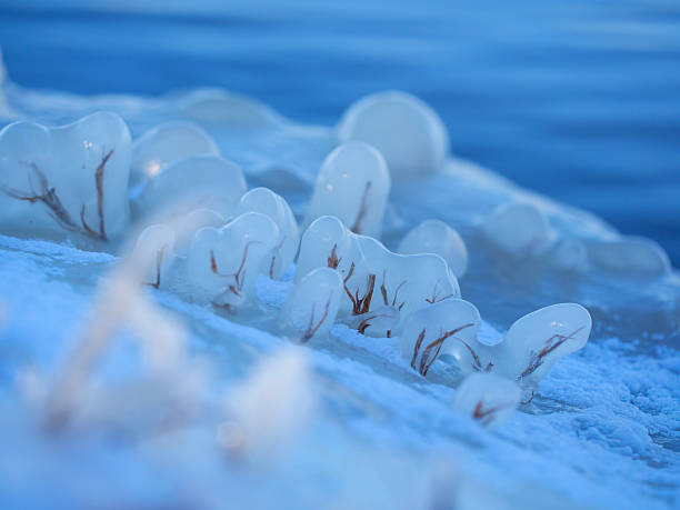 After an ice storm in Dallas, sunset lit up a river bank. Plants were covered by ice and snow flakes. It's so beautiful in this macroworld. Seasonal change tells me life will continue, new cycle will begin.