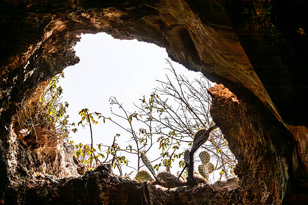 tree inside Pico island gruta das torres lava tunnels view