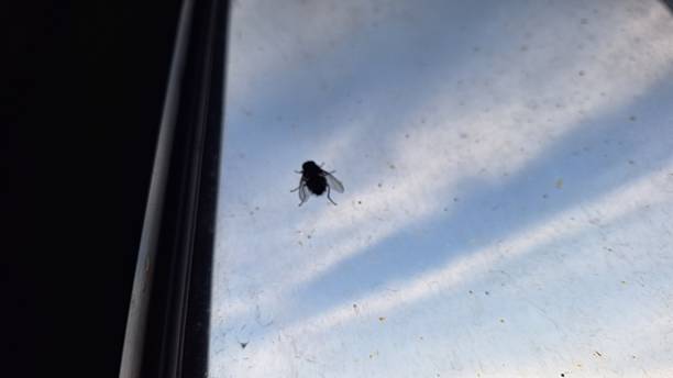 Small fly on window glass against blue sky. Soft blurred city view seen through window glass with light reflections. Moody indoor perspective capturing separation between interior space and urban exterior.