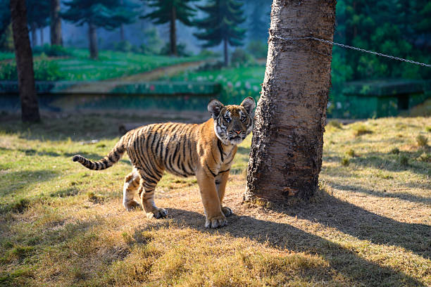 The little tiger at the zoo