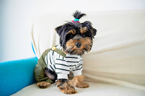 Cute pet dog staring