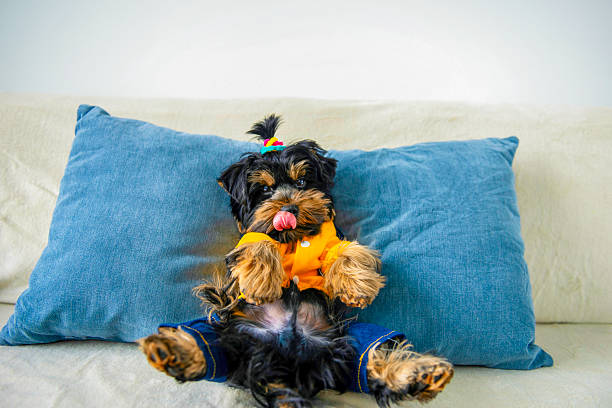 funny Yorkshire Terrier puppy lies on a pillow on the sofa