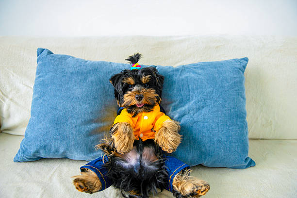 funny Yorkshire Terrier puppy lies on a pillow on the sofa