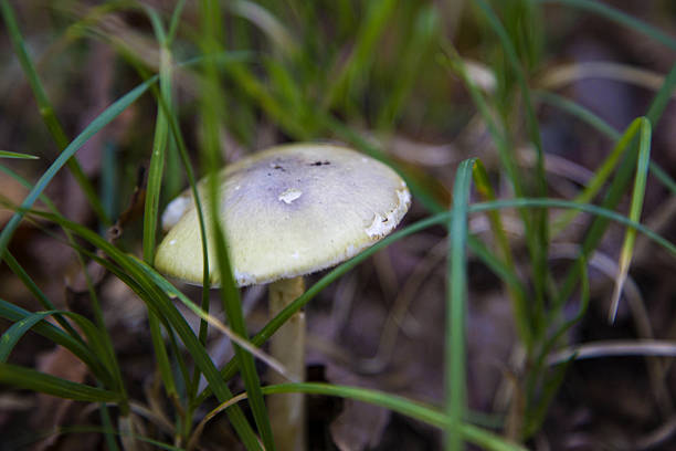 Macrolepiota procera growing in a meadow in autumn season, edible mushroom.