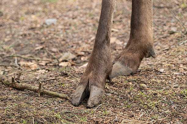 Red deer Cervus elaphus hooves standing on forest ground