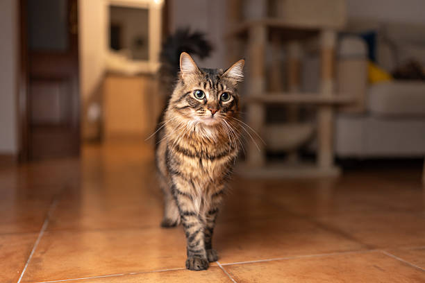 Tabby cat with long hair walking towards the viewer indoors on a tiled floor, showing curiosity and looking attentively at something in its domestic environment