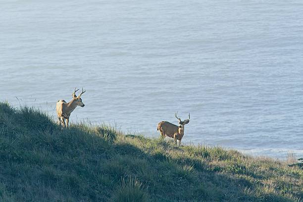 Two young white tailed deer bucks graze the slopes of Point Reyes national seashore.